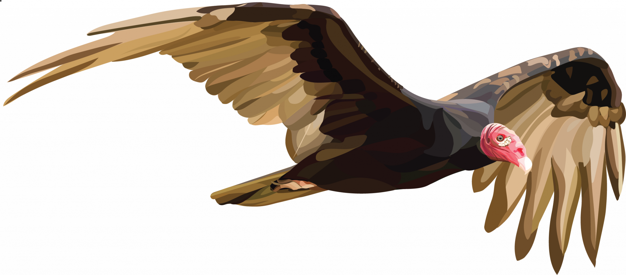 World Migratory Bird Day Featured Species