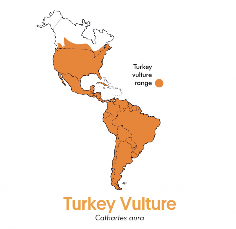 World Migratory Bird Day Featured Species