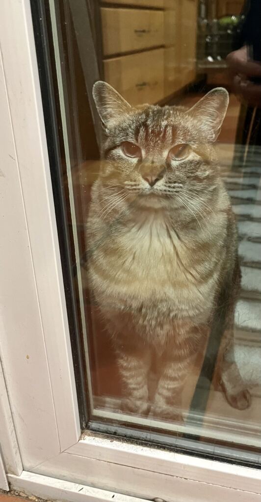 cat behind a glass door